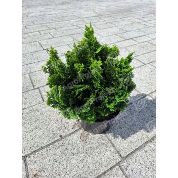 Cyprysik tępołuskowy 'Nana Gracilis'
