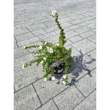 Pięciornik krzewiasty 'Abbotswood'
