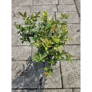 Tawuła japońska 'Goldflame'