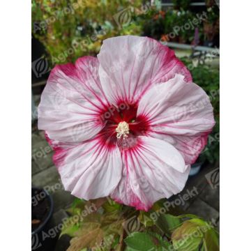 Hibiskus bylinowy SUMMERIFIC 'Cherry Cheesecake'