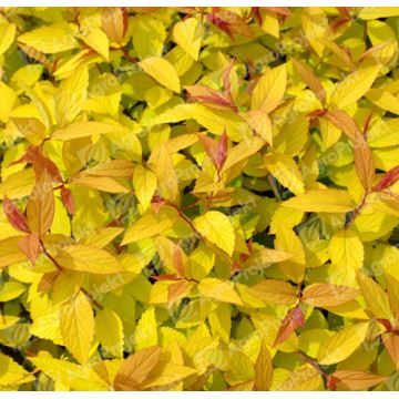 Tawuła japońska 'Goldflame'