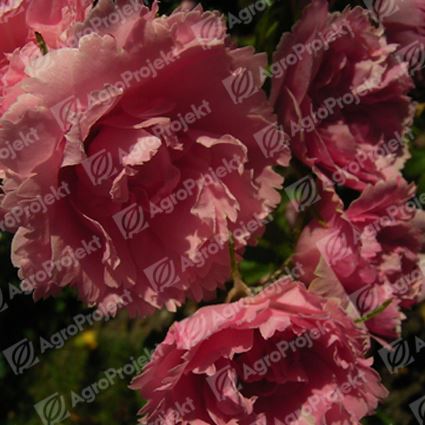 Róża pomarszczona 'Pink Grootendorst'