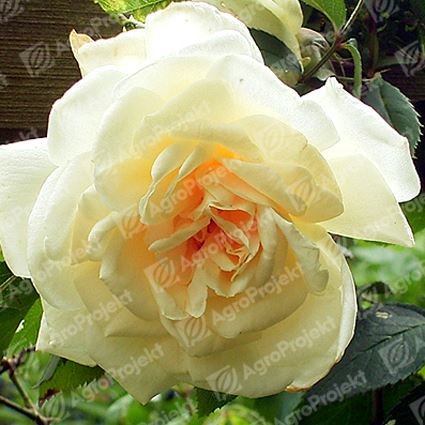 Róża pnąca Ilse Krohn Superior