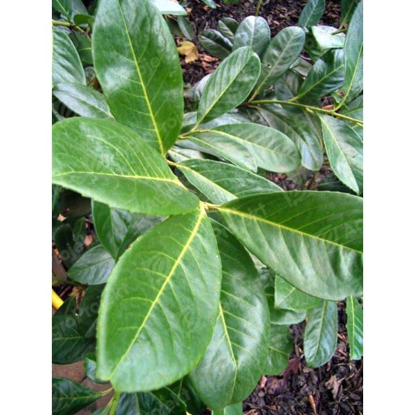 Laurowiśnia wschodnia 'Rotundifolia'