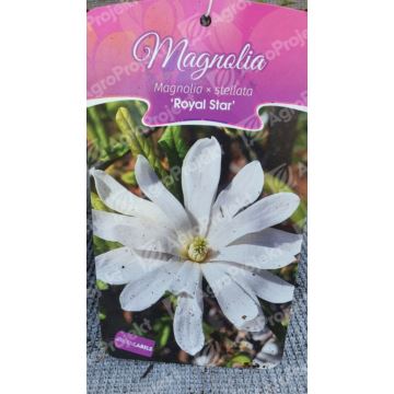 Magnolia gwiaździsta 'Royal Star'