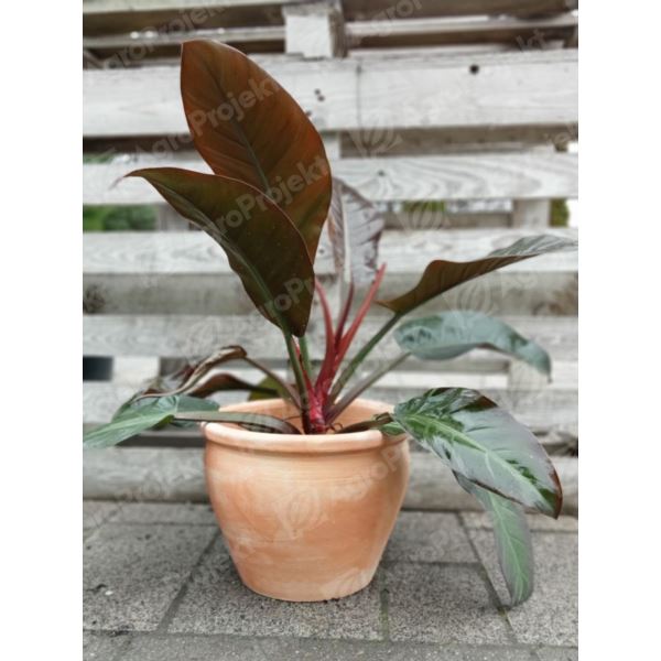 Philodendron erubescens 'Imperial Red'