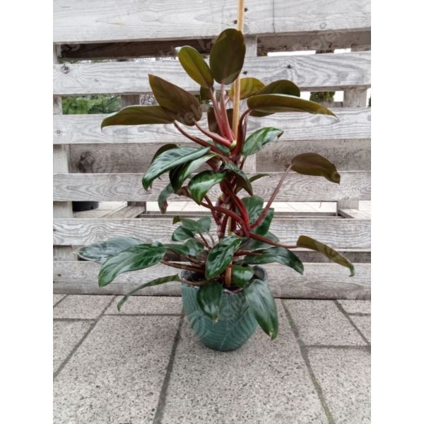 Philodendron 'Red Congo'