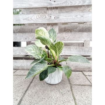 Philodendron 'White Wave'