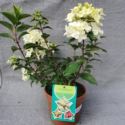 Hortensja bukietowa PETITE STAR 'COUSTAR02'
