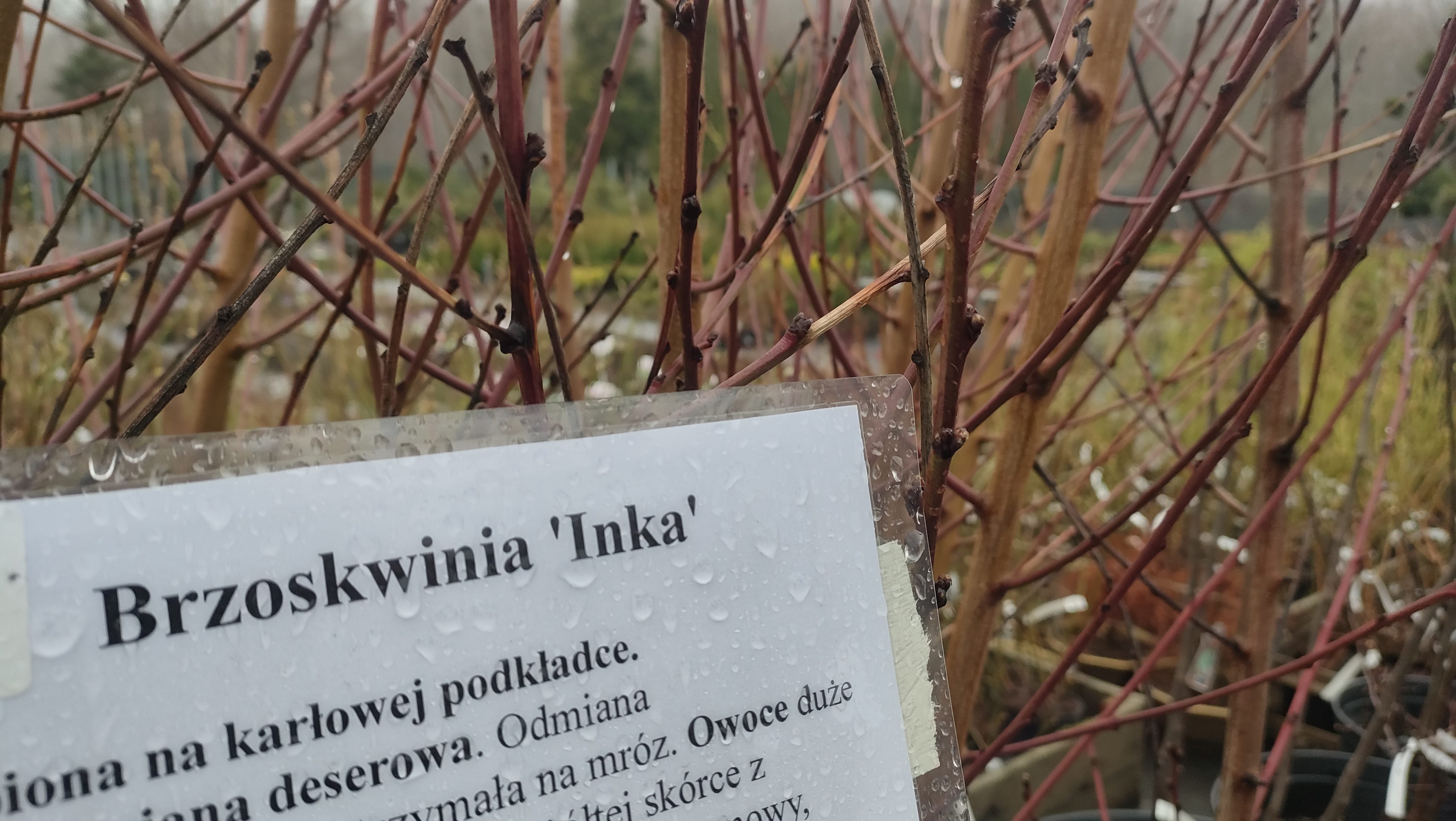Uprawa brzoskwini
