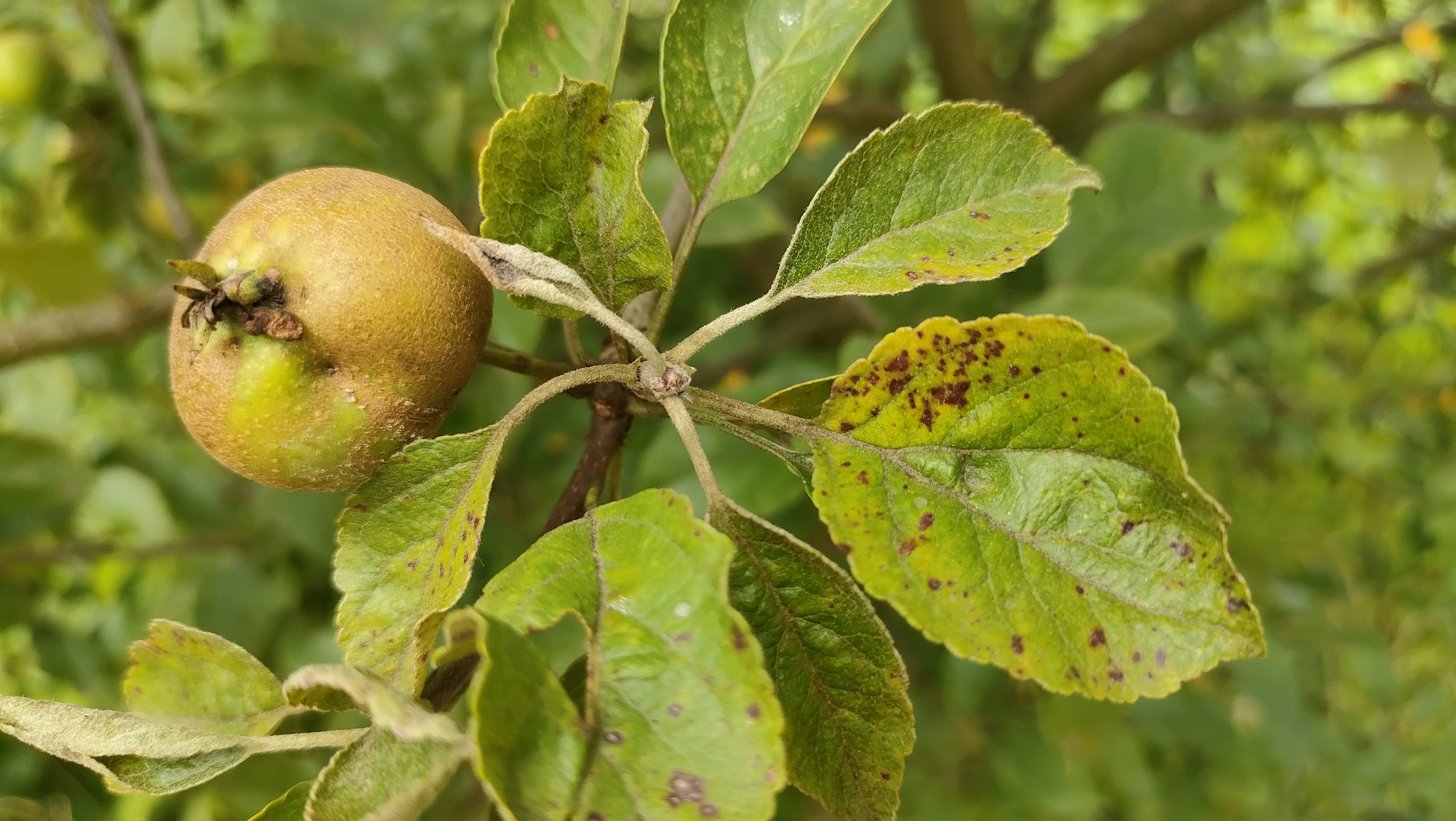 Parch –  wywołany przez grzyb Venturia inaequalis. Fot. Agro Projekt