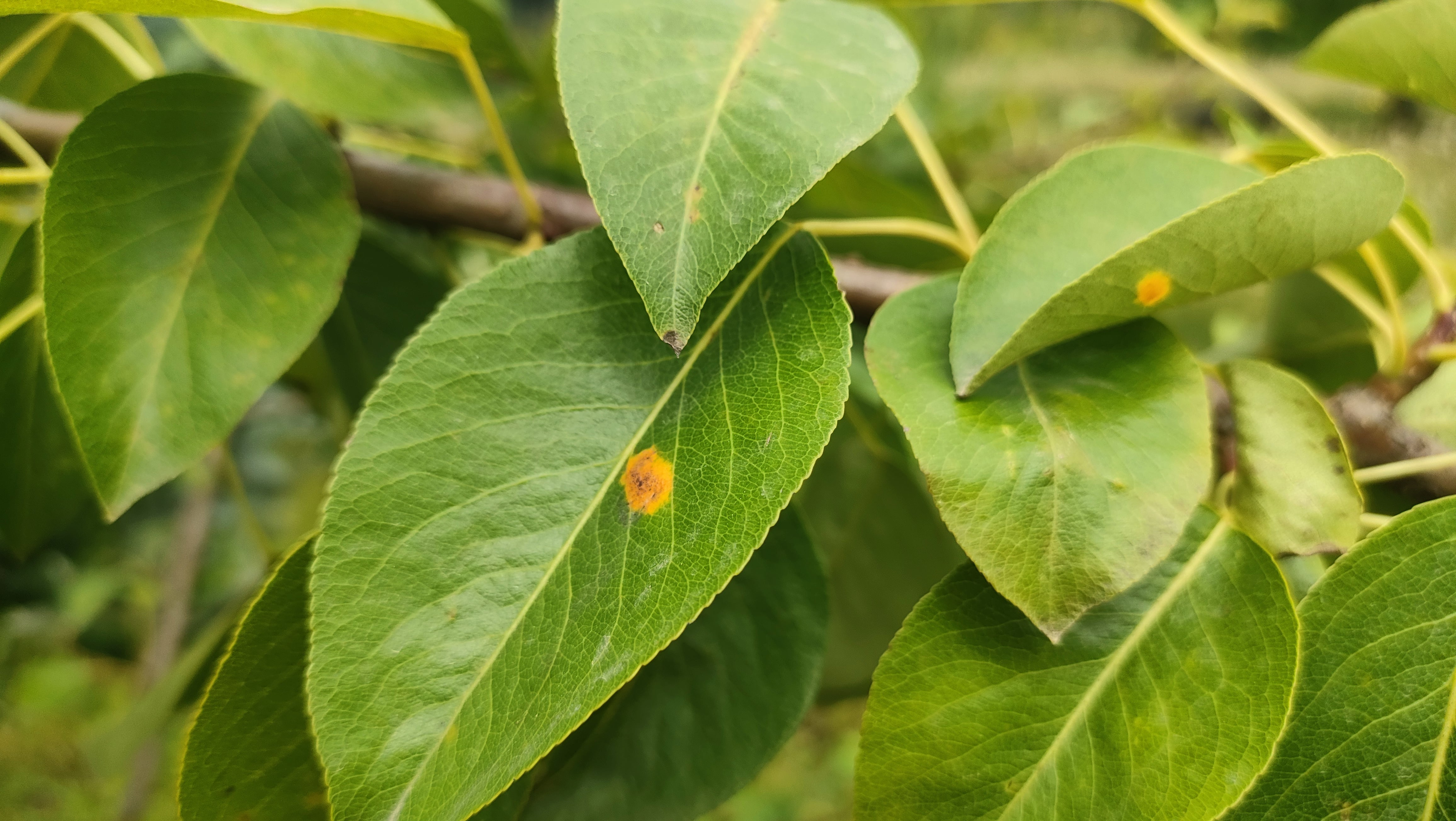 Rdza charakteryzuje się występowaniem żółto-pomarańczowych plam na liściach. Fot. Agro-projekt