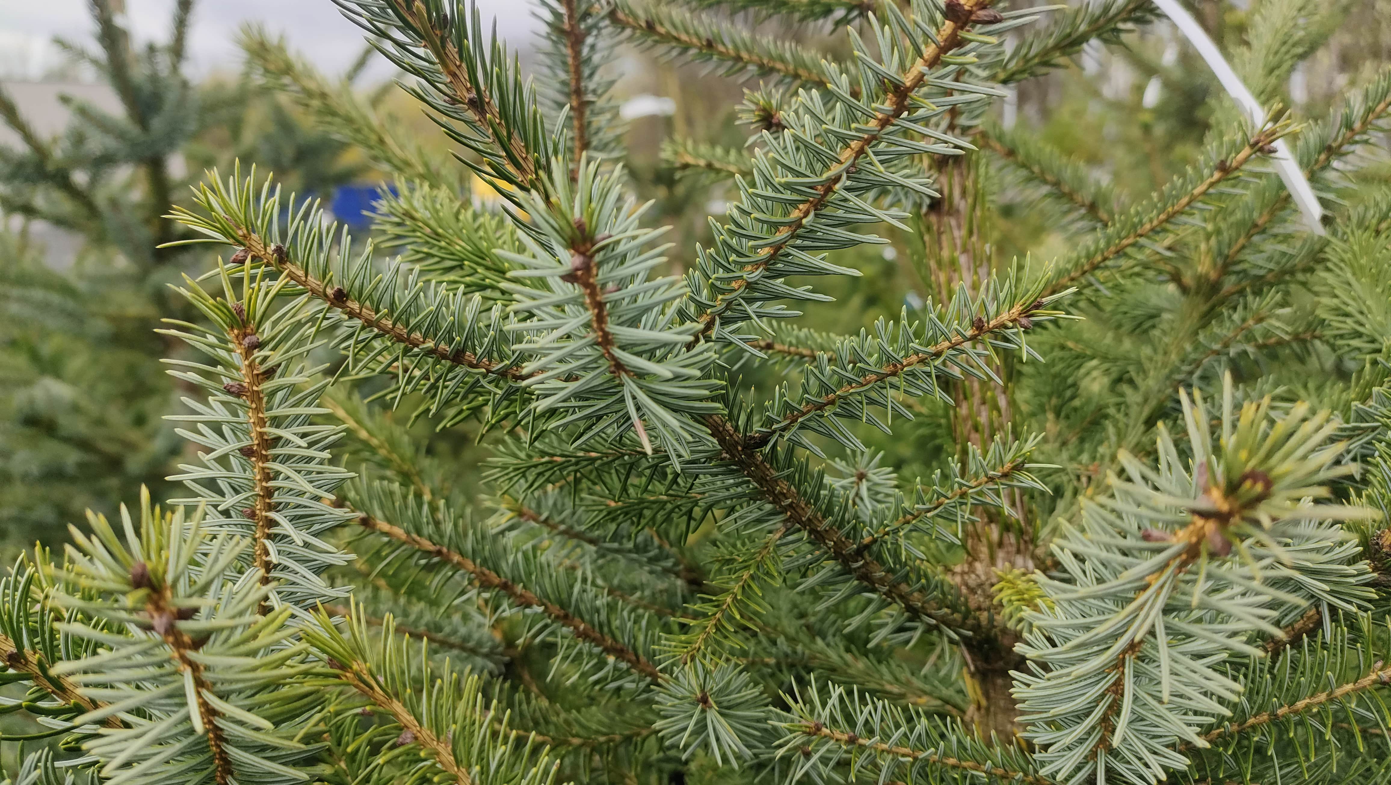 Świerk a mszyca świerkowa zielona
