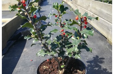 Ostrokrzew (ilex) - uprawa - podstawowe informacje o uprawie