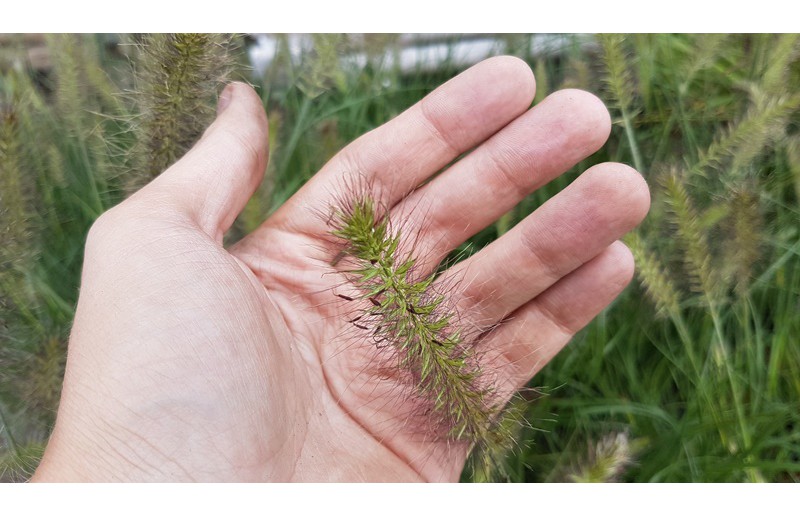 Trawy ozdobne – Rozplenica japońska (Pennisetum alopecuroides)- uprawa - podstawowe informacje o uprawie